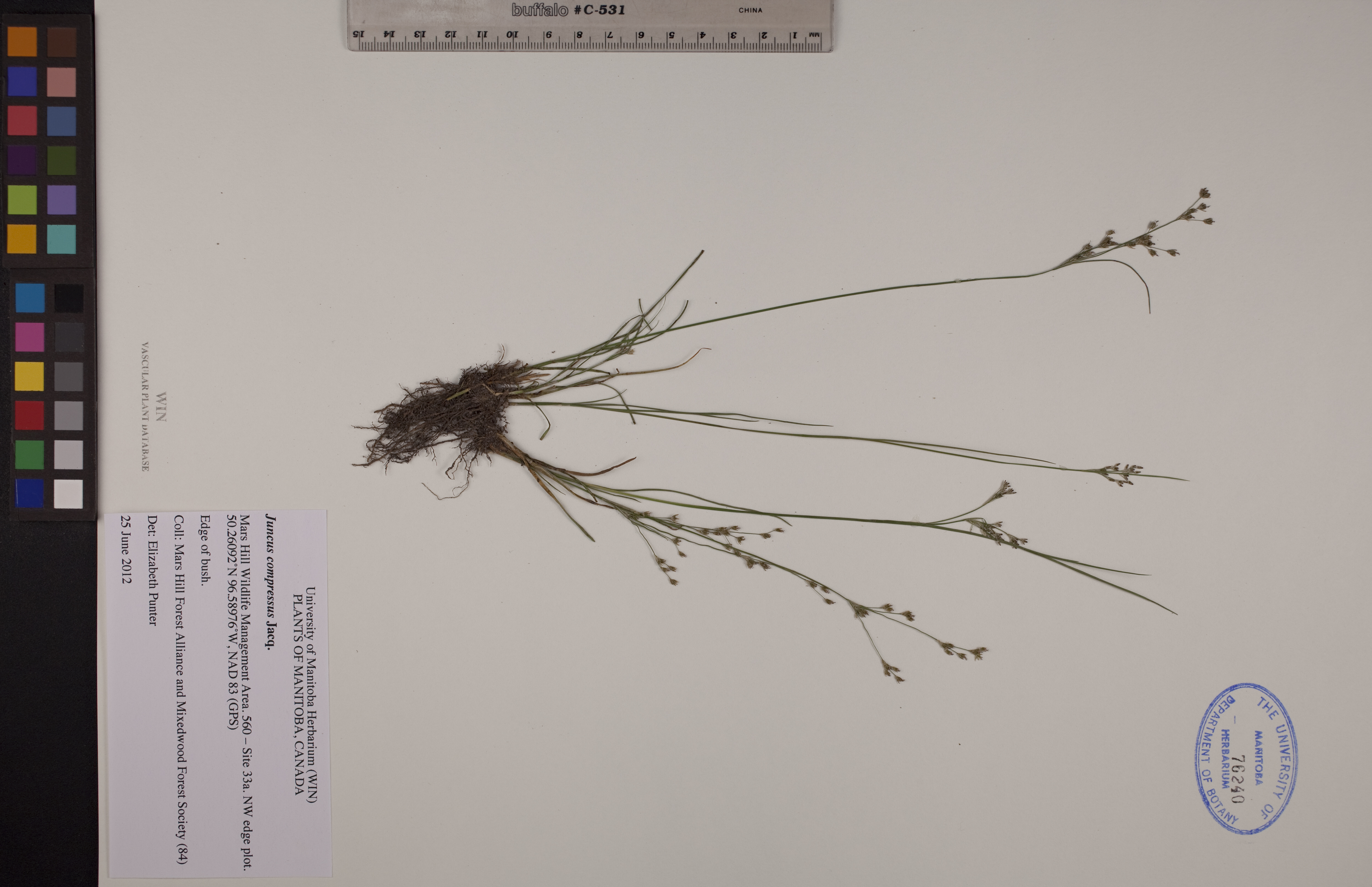 Juncus compressus image